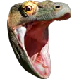 a close up of a lizard's mouth with it's mouth open